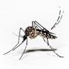Citywide Mosquito Spraying Has Been Scheduled for Tonight In Grand Forks and East Grand Forks