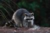 Drunken Raccoon Passes Out on Virginia Liquor Store Bathroom Floor