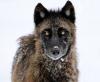 New wolf estimate could reshape Montana’s hunting season