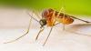 West Nile virus: 21 cases in Greece as it spreads across Europe