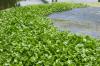What looks lush on Iraq's Tigris is an invasive weed that is choking fish and breeding mosquitoes