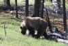 Montana Huckleberry Pickers Urged to Stay Bear Aware