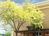 Dutch elm disease surveillance coming to Rossland