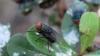 FFAR research to strengthen New World screwworm preparedness