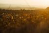 Spain’s most famous wine region is mixing it up with this native grape