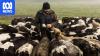 Fast food key to farmers making more with their dairy calves