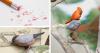 Japanese Artist Repurposes Eraser Shavings To Create Detailed Bird Sculptures