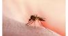 Greece reports 21 West Nile virus cases, most in Attica