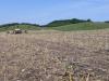 Growers say cheap asparagus imports muted this season’s market potential