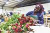 How Kenya’s flower industry is becoming more sustainable