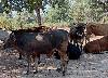Botswana stolen cattle recovered in Namibia