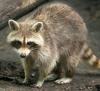 Rabies Alert Issued by Florida Department of Health Citrus