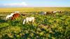 EXCLUSIVE: Massive 88,000-Acre Ranch Spanning Texas and Oklahoma Sells for Nearly $128 Million