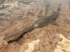 Scientists call on countries to act on ‘forgotten’ sawfish teeth trade