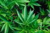 High on Debt: Cannabis Company Closing NJ Grow Sites