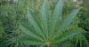 WATCH: Phoenix veteran expo focuses on cannabis and plant-based therapies