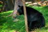 Missouri Homeowner Finds Massive Bear Waiting Outside Her Home