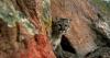Proponents of mountain lion conservation on Access Utah