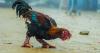 Aransas Pass woman gets 2 years for smuggling rare Vietnamese chickens