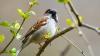 Why Are Sparrows Disappearing From Indian Cities? The Alarming Truth Explained