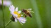 A backyard bee with roughly 1 million neurons can recognize a human face using almost no computing power at all, and what scientists built to prove it is now drawing serious attention from AI engineers