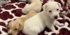 Hawaiian Humane Society pups searching for a foster home