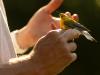 Pitt State Graduate Student conducts unique bird research