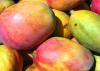 Jalisco launches ambitious plan to enhance mango health and reduce fruit fly populations
