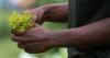 Youth gardening class deepens cultural and agricultural roots for Black, biracial students in Cedar Rapids