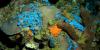 Coral ecosystem reemerges after 60 years within the ocean's 'twilight zone'