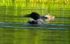How 30 minutes can help one of Maine’s most iconic birds