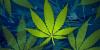Cannabis use declining among Minnesota teens, but study finds disparities remain