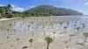 Mangroves key to climate resilience