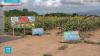 Children enjoy sprawling sunflower maze in Japan's Nagasaki Pref.