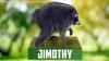'Jimothy' the raccoon becomes pop culture star with bobblehead and Google animation