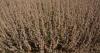 Don’t rely on stem appearance for soybean harvest timing