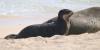 Popular Kaimana Beach monk seal pup moved to quieter Oahu shoreline