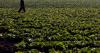 Maryland's cyclospora outbreak surpasses 100 cases
