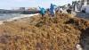 Mexican Government Allocates 1.867 Billion Pesos to Combat Sargassum Crisis