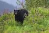Animal-related Deaths By State, Where Does Utah Rank?
