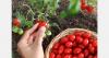 Limited supply keeps Croatian cherry tomato prices high