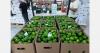 Peru is bracing for an El Niño event that threatens the citrus blossom season