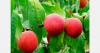 Georgian peach growers face 50% drop in farmgate prices