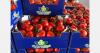 Vine tomatoes are selling well, and their prices remain stable