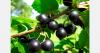 Latvia's blackcurrant exports reach record as growers see further potential for berries