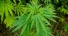 Erie County Urges Caution When Purchasing Hemp-Derived THC
