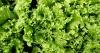 Health officials say contaminated lettuce, salad greens has left the market