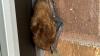 Wisconsin's baby bats are taking flight. Why you might see one at home