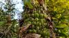 Banana Species in Cambodia: An Amateur Botanist’s Perspective