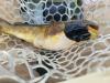 Rare contagious cancer found in catfish in lake straddling Quebec-Vermont border